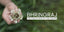 Bhringraj - The King of Herbs for Hair Growth